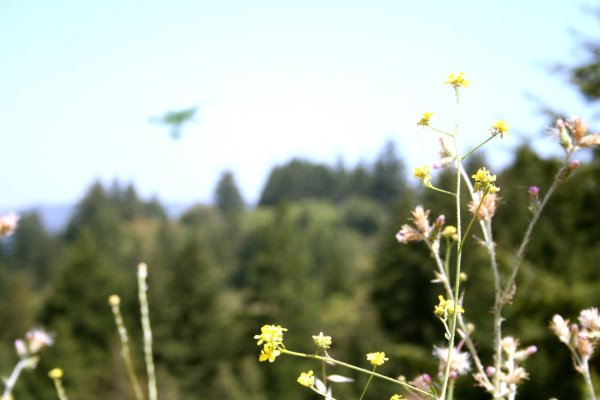 3ᵉ image à Big Basin