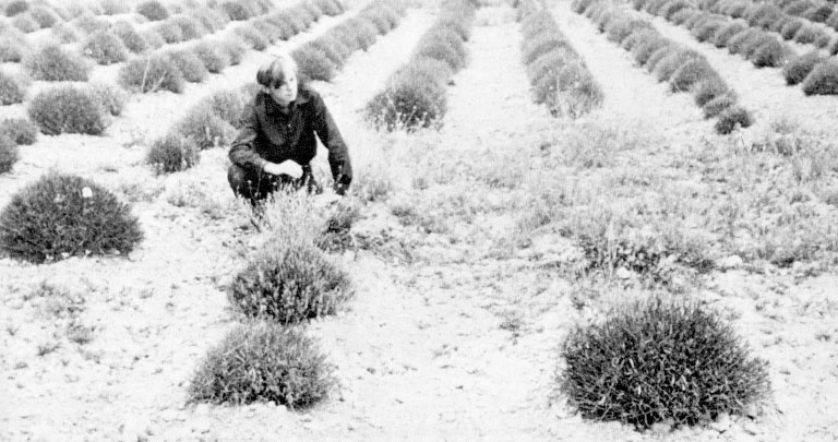 La rencontre de Valensole