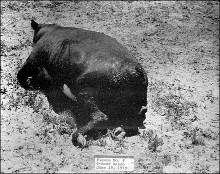 Figure n° 6 - Ranch T-Bone, 29 juin 1979